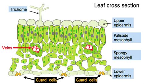 Epidermal Cell Plant