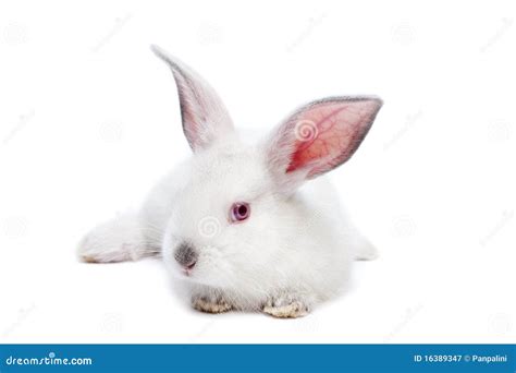 Cute White Isolated Baby Rabbit Stock Image - Image: 16389347