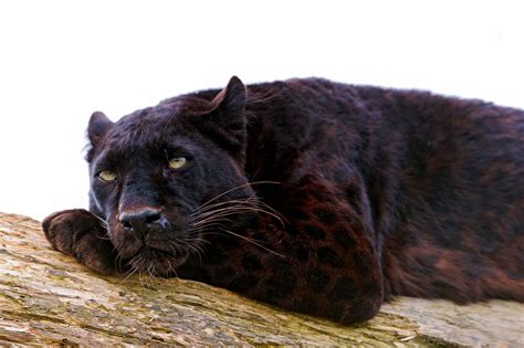 Tiere Schwarzer Panther 4k Ultra HD Wallpaper