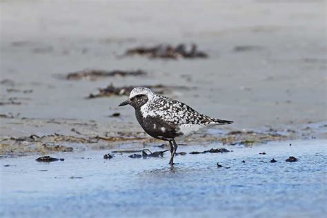 Grey-Plover - www.birdwords.co.uk