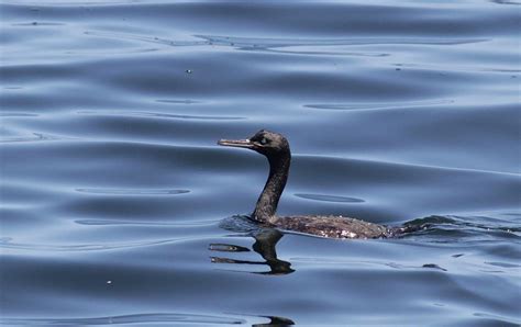 Cormorants of South Africa by Alex Lamoreaux | Nemesis Bird