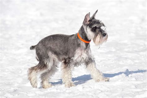 Schnauzer Ear Cropping: Everything You Need to Know