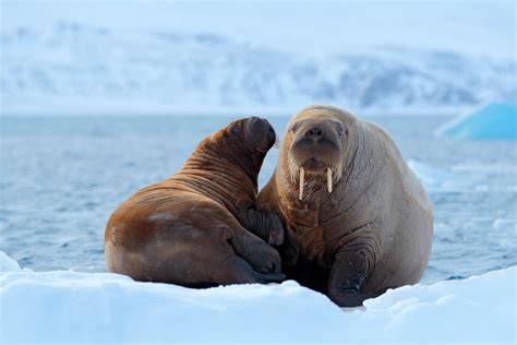 Spitsbergen wildlife location in Arctic, Polar | Wildlife Worldwide