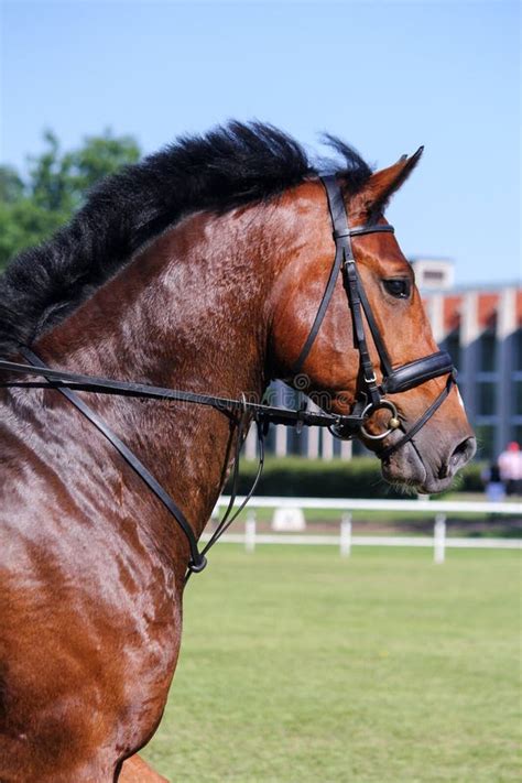 Portrait of Brown Sport Horse during Jumping Show Stock Image - Image ...