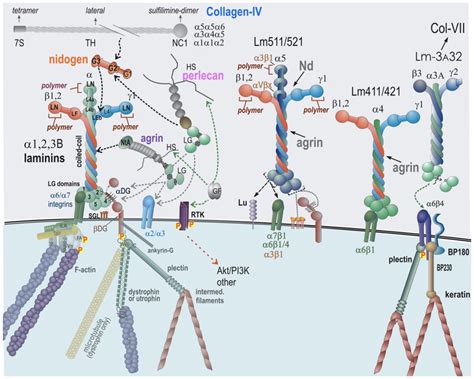 Core Basement Membrane Components and Binding Interactions. Laminins... | Download Scientific ...