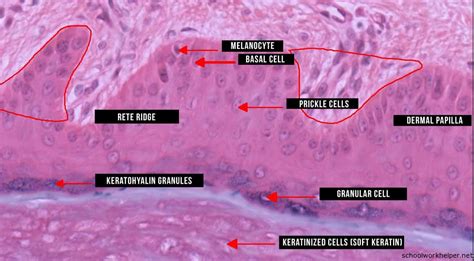 epidermis-2-slide-labelled-histology | SchoolWorkHelper