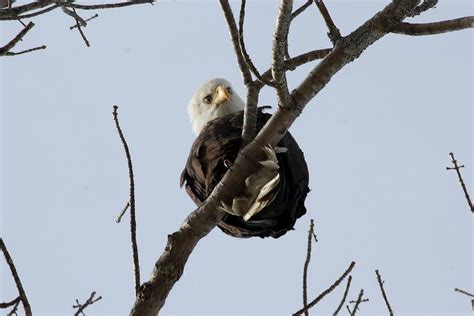 Bald Eagle Ball Photograph by Bonnie Brann - Fine Art America