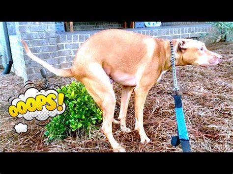 Funny Dog Poop Video 3!! *WARNING GRAPHIC CONTENT* - YouTube