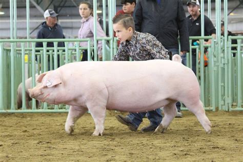 2017 NJSA Western Regional Landrace Gilt Show | National Swine Registry