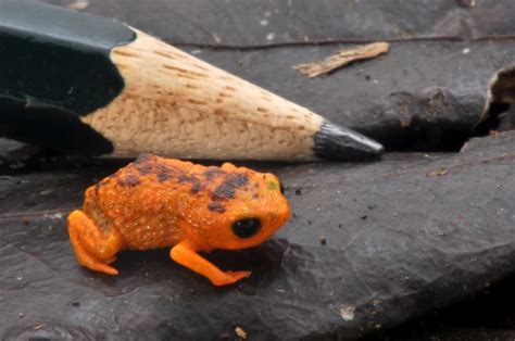 Scientists are fascinated by this itty bitty frog that's extremely bad at jumping | CBC Radio