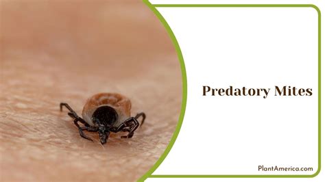 Predators on Mealybugs: Top 12 Predators You Can Release - Plant America