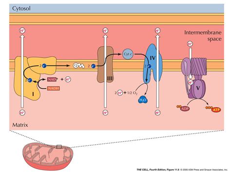 cell biology - What is the H+ gradient in mitochondria? - Biology Stack ...