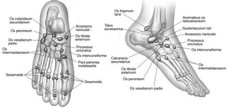 Lower Extremity Os - Foot & Ankle - Orthobullets