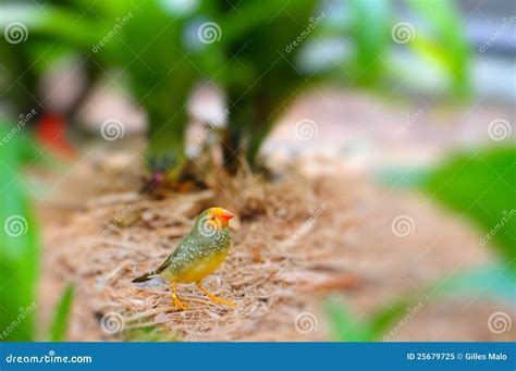 Passerine bird stock image. Image of passerines, tanagers - 25679725