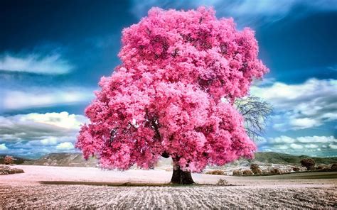 Pink Tree Wallpaper (60+ pictures) - WallpaperSet