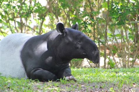 Tapir | Qué es, características, hábitat, alimentación, reproducción