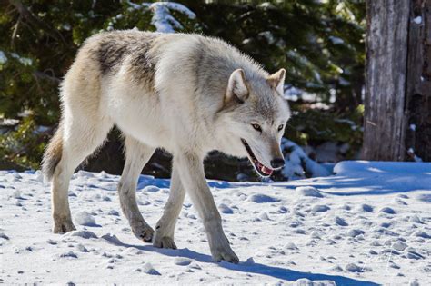 Yellowstone white wolf | Yellowstone | Wyoming | Photos by Jess Lee