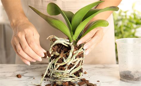 How to Care for Orchids - The Home Depot