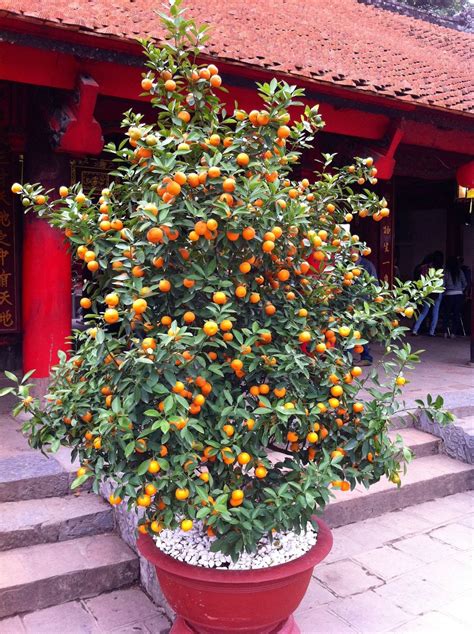 apricots | The Frustrated Gardener | Fruit trees in containers, Potted ...