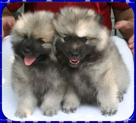 AAAWWW puppies for sale photos keeshond puppies AKC registered pictures pets show keeshonden AKC ...