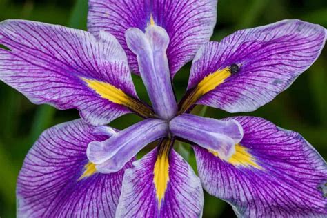 Iris Meaning: Symbolism and Explanations by Color with Pictures