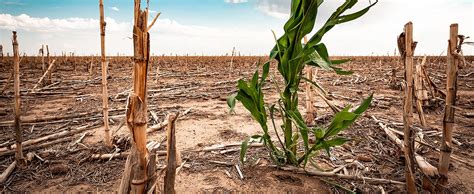 Impact of drought on agriculture | Global