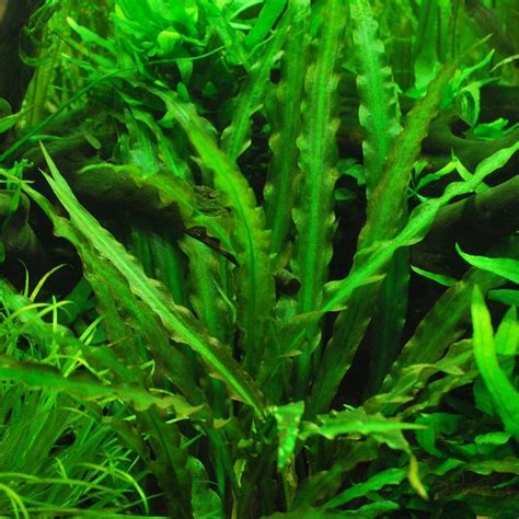 Cryptocoryne Spiralis – Freshwater Live Aquarium Plant | Aquarium Plants