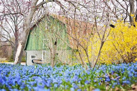 Barn Spring Flowers Forsythia · Free photo on Pixabay