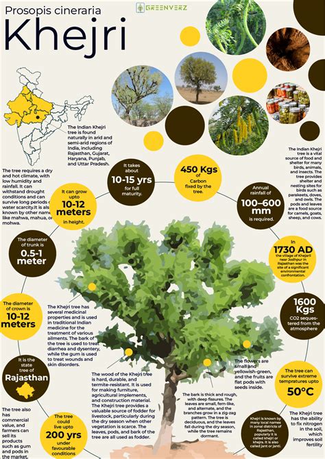 Infographics of Khejri Tree | Greenverz