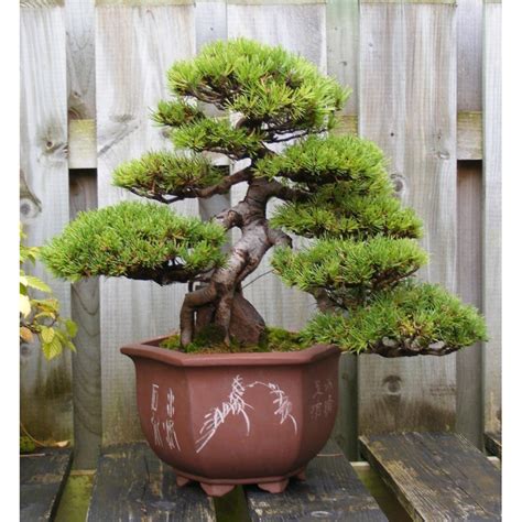 Mugo Pine Seeds Bonsai Hardy - Price: €1.50