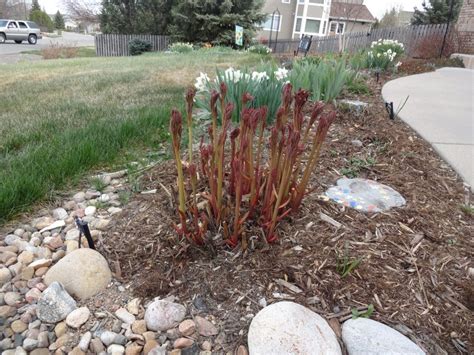 Stake Peonies Early in the Spring | Sundrops and Starflowers