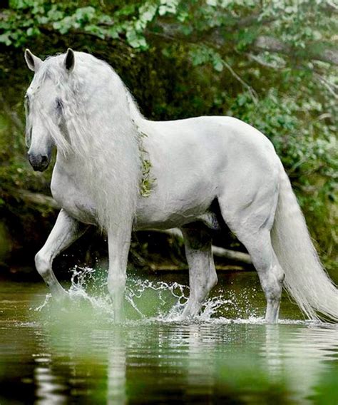 Pura Raza Española stallion, Express Pyramid. photo: Emmy Eriksson. | Beautiful horses ...