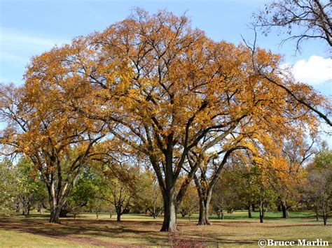 Tree Encyclopedia - North American Insects & Spiders