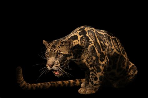 Endangered Bornean Clouded Leopard (Neofelis diardi borneensis) - Joel ...