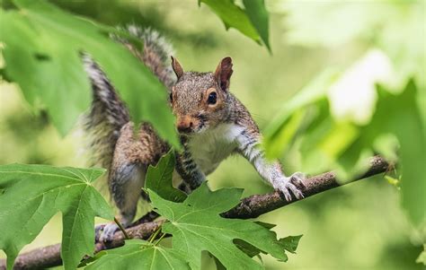 Squirrel Tree Maple - Free photo on Pixabay - Pixabay