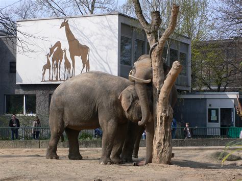 All the beautiful animals you will see at the Berlin Zoological Garden | BOOMSbeat