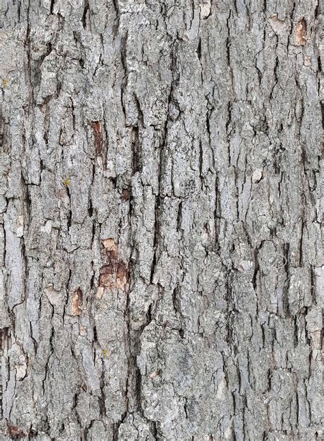 Seamless Oak Bark Texture