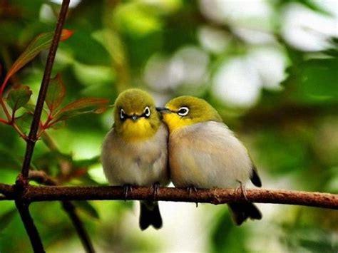 Love Birds Kissing (38 Photos) | funmag.org | Cute birds, Bird, Animals