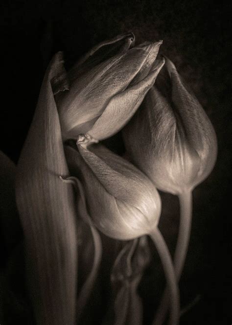 Dead flowers by Ommund Øgård, Photography, Digital | Art Limited