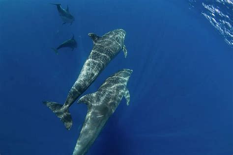 A pod of Indo-Pacific bottlenose dolphin (Tursiops aduncus)