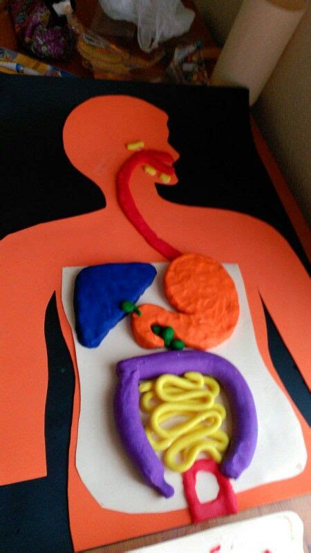 Digestive system with modelling clay. By Neus | Sindirim sistemi, Okul ...