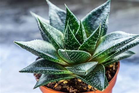 Indoor plant Haworthia closeup (Flip 2019) - Creative Commons Bilder