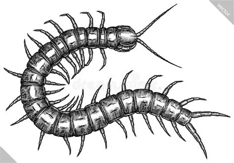 Art Centipede Stock Illustrations – 1,875 Art Centipede Stock ...