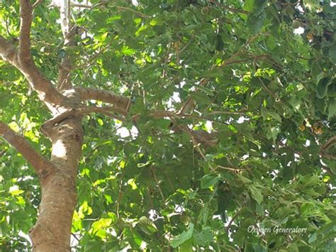 Pure Oxygen Generators: Fruits in July - Santol