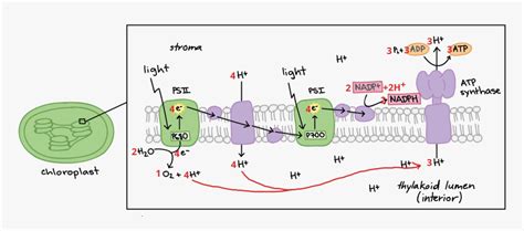 Electron Transport Chain Diagram Labeled, HD Png Download , Transparent Png Image - PNGitem