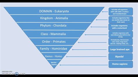 Understanding the Linnaean Classification System - YouTube