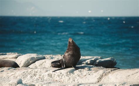 Best Locations to See the Kaikoura Seal Colony, New Zealand