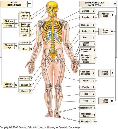 Appendicular Skeleton Anatomy | MedicineBTG.com