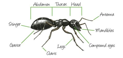 External Ant Anatomy | abdomen, head, compound eyes, antenna, mandibles, thorax, legs, claws ...