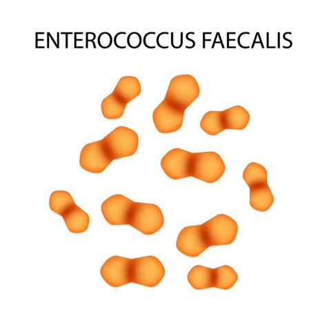 Enterococcus Faecalis Infection | STD.GOV Blog